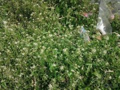 荠菜开花了能吃吗