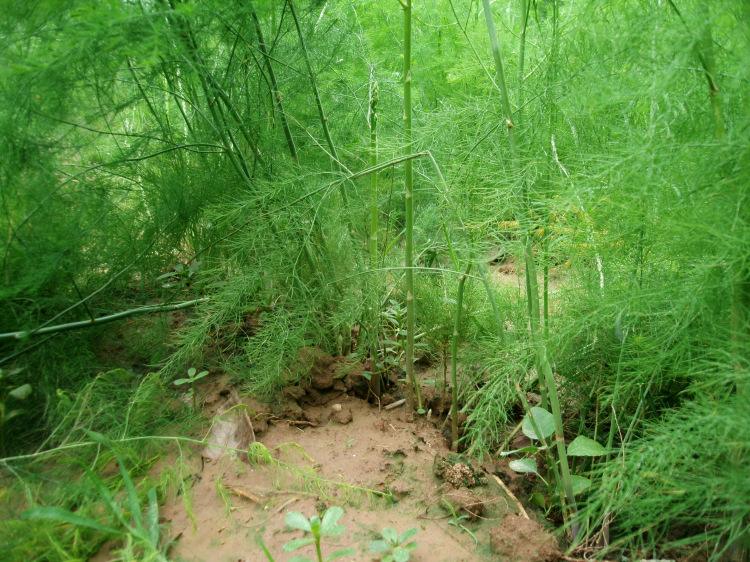 最新鲜的芦笋怎么挑选