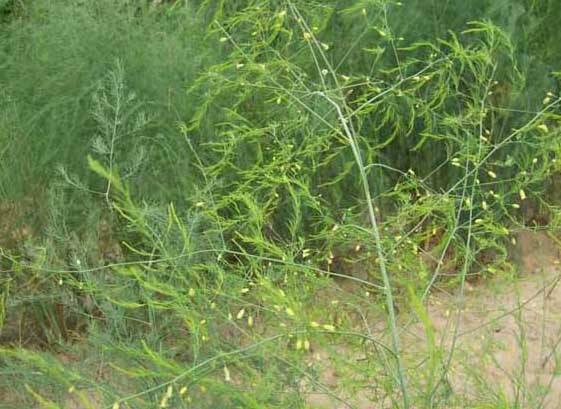 芦笋可以去黑眼圈吗