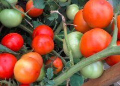 番茄有防晒防癌的功效吗