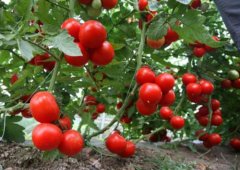 西红柿能补充叶酸吗