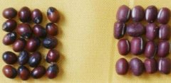 赤小豆和紅豆的區別_赤小豆和紅豆的適宜人群