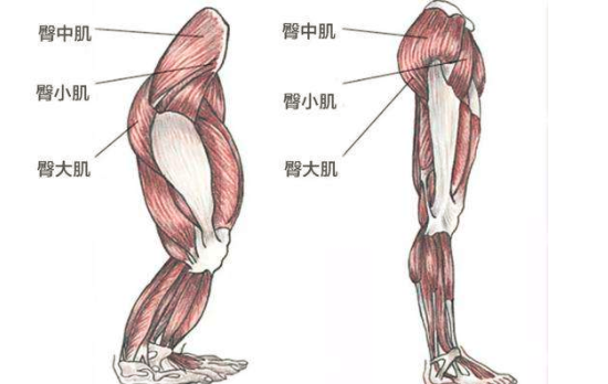 臀部肌肉怎么练