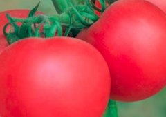 每天吃西红柿好吗