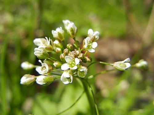 荠菜花能吃吗