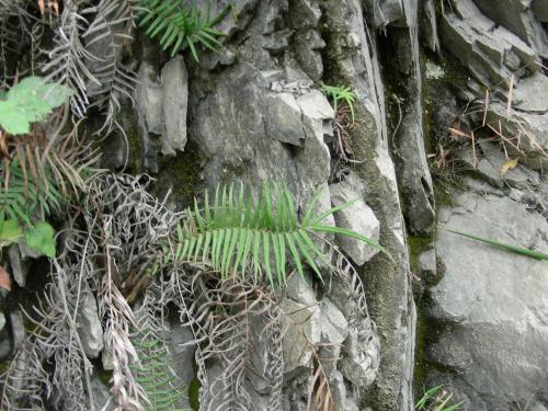 井边草的功效与作用