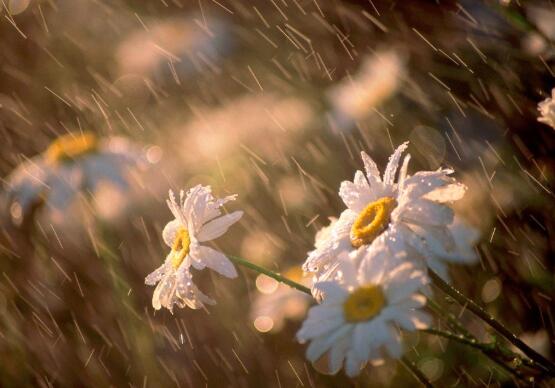 梅雨季节是什么时候