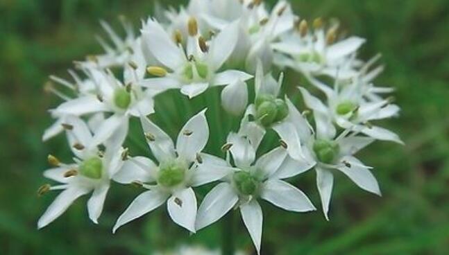 韭菜花怎么吃 韭菜花能吃吗 苹果绿