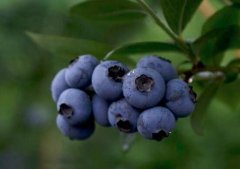 藍莓怎么洗_藍莓要剝皮吃嗎