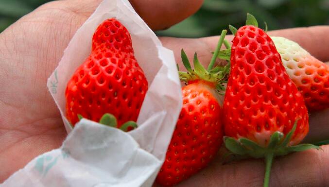 草莓如何保存