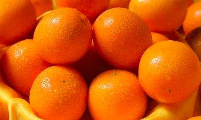 咳嗽可以吃金橘吗