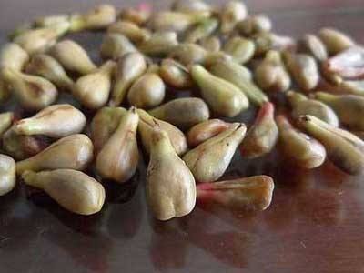 葡萄籽能长期吃吗
