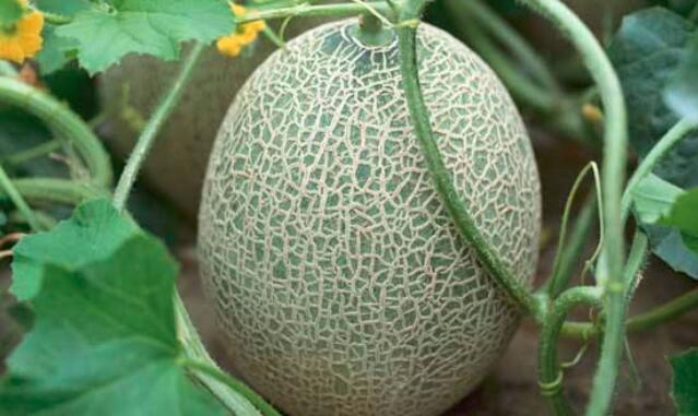 哈密瓜是什么