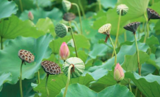 吃莲蓬的季节是什么时候