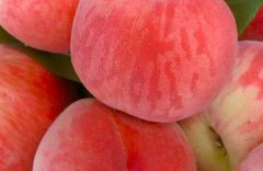 水蜜桃的營養價值