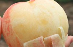 水蜜桃的皮可以吃嗎