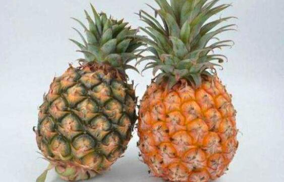菠萝和凤梨的区别