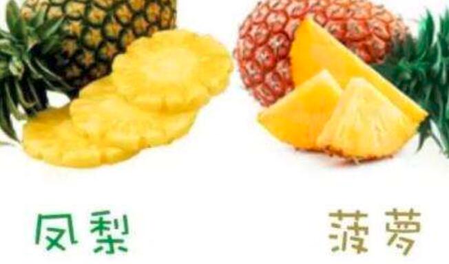 菠萝和凤梨的区别