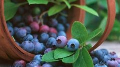 藍莓在什么季節吃最好