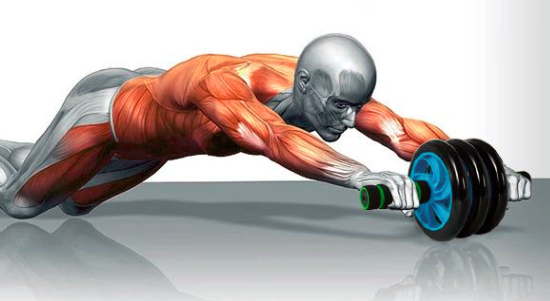 腹肌轮锻炼哪些肌肉