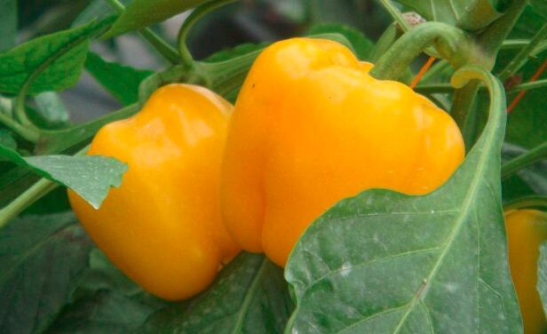 哺乳期可以吃甜椒吗