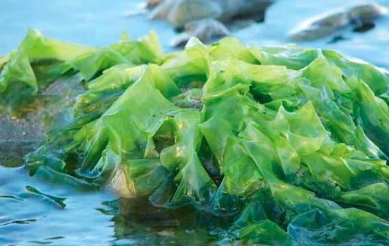 海藻和昆布的区别