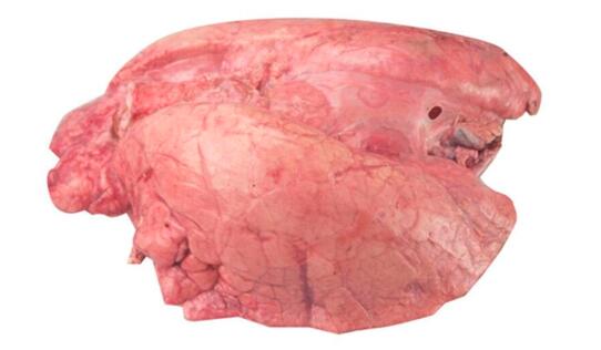 猪肺是什么
