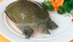 甲鱼是鱼吗