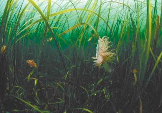 海藻和海草的区别