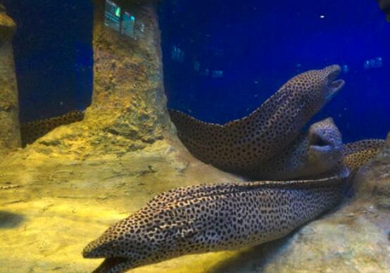 海鳗和海鳝的区别(深海里生活的动物,体型巨大凶猛,这两种动物就是海鳗和海鳝)