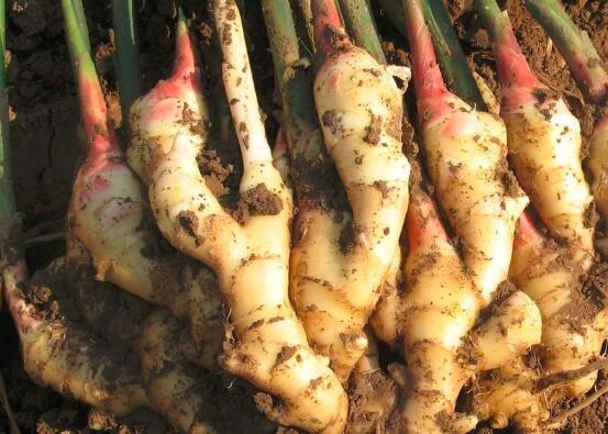 南姜和生姜的区别