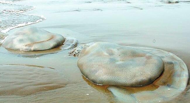 海蜇和麻蛰的区别