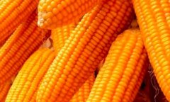 糖尿病可以吃玉米吗