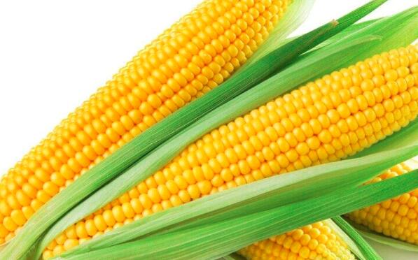 玉米是什么