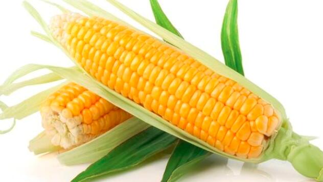 玉米的品种
