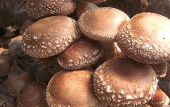 香菇和蘑菇的区别