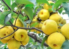 孕妇身体不适吃什么