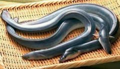 鳗鱼