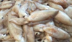 海兔是小鱿鱼吗