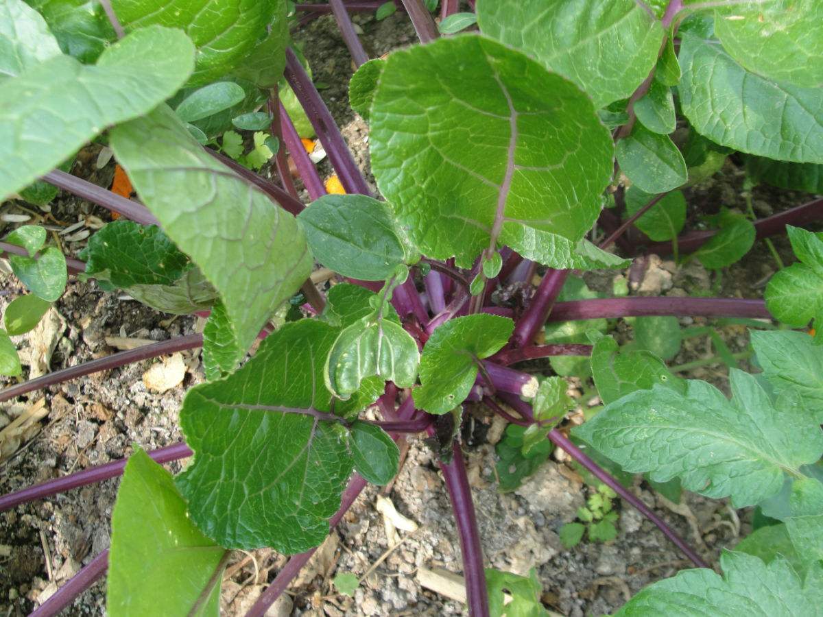 吃红菜苔会过敏吗