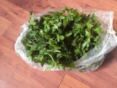 菊花脑是不是发物