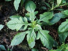菊花脑的营养价值