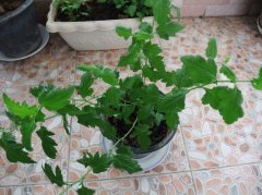 菊花脑的功效与作用