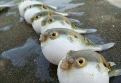 河豚的营养价值