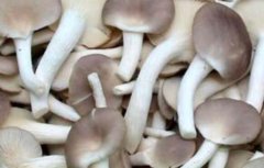 秀珍菇是什么