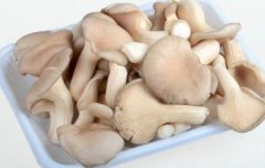 秀珍菇的营养价值