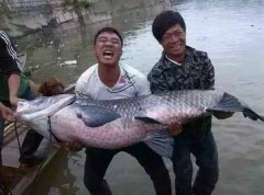 青鱼的功效与作用