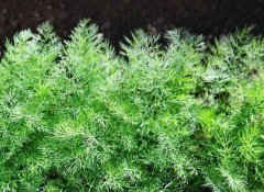 香草的营养价值