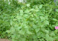 吃香草会导致过敏吗