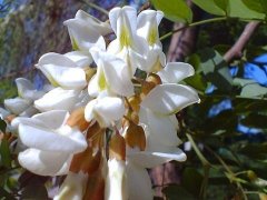 吃槐花过会过敏吗